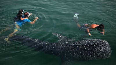 Whale sharks, like this one pictured in Al Bateen, Abu Dhabi, are regular marine giants that visit the UAE. Delores Johnson / The National