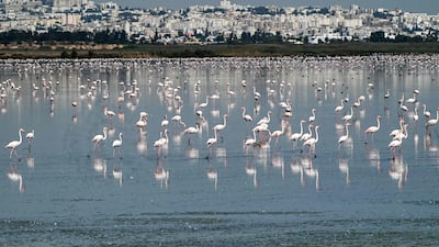 Flamingos forage for food in Sebkhet Sijoumi, a lake in Tunis that serves as a vital refuge for thousands of migratory birds. AFP
