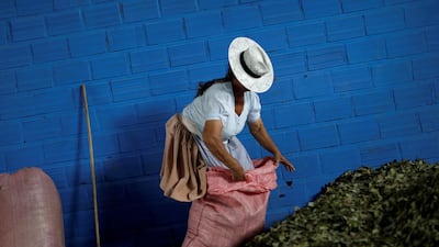 A Bolivian farmer prepares coca leaves for sale on the eve of presidential elections. Reuters