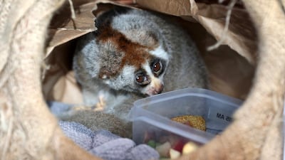 From March 2019: Green Planet’s rescue of the slow loris couple sparked interest from the public, with the centre receiving more calls about taking in abandoned animals. Pawan Singh / The National