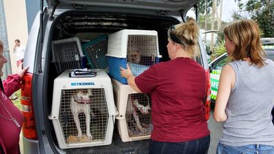 Staff from the K9 Rescue Group prepare to take dogs evacuated from the Waroona bush fire to their shelter in Mandurah from the bush fire evacuation centre at the Murray Leisure Centre in Pinjarra. Richard Wainwright / EPA
