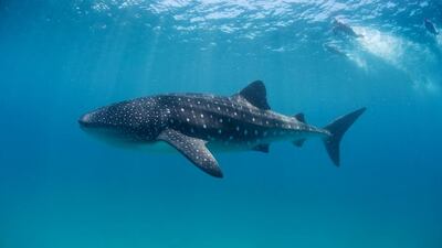 Whale sharks. Courtesy imageBROKER / REX Shutterstock
