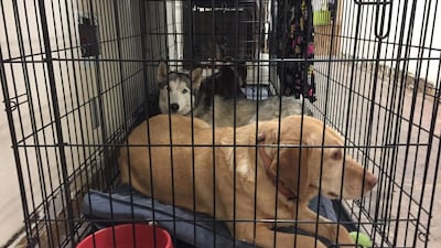 Dogs rescued from the fire are safe in the Oroville shelter. AFP