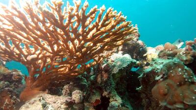 A reader conveys concern over the health of marine life. Courtesy Environment Agency – Abu Dhabi