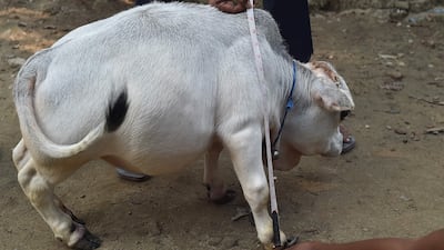 Made to measure ... Rani, who is reportedly 66 centimetres long, 51cm tall and weighs just 26 kilograms, draws curious visitors from far and wide.