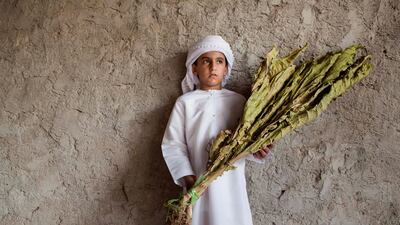 Saeed Al Kitbi poses for the camera with some locally grown tobacco on a traditional Emirate farm in Wadi Al Tuwa, Ras Al Khaimah, United Arab Emirates.