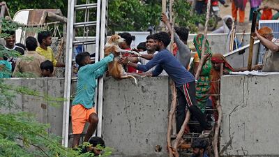 Volunteers lift a dog to safety at a bridge over the flooded Yamuna river. AFP