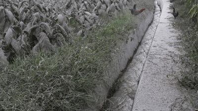 Tobacco leaves (L) sit covered with volcanic ash after Mount Sinabung volcano spewed thick volcanic ash across the area the day before in Karo, North Sumatra. Kadri Boy Tarigan / AFP