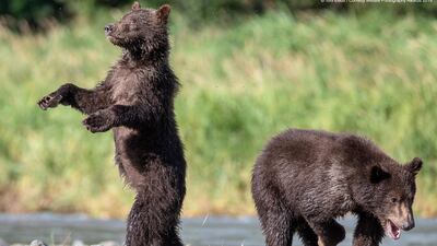 A grizzly bear cub walks on its hind legs on Kodiak Island, Alaska. Toni Elliott Modbury / The Comedy Wildlife Photography Awards 2019