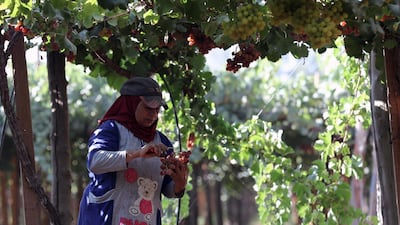 A worker harvests grapes at a farm in Khatatba Al Minufiyah Governorate in Egypt, north of Cairo. Table grapes are exported to EU countries, mainly Germany and the Netherlands. EPA