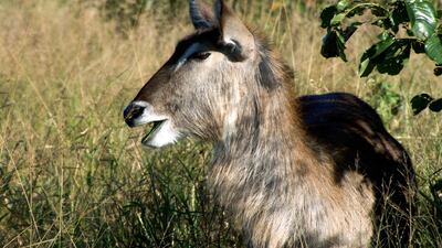 A female waterbuck at the Landolozi Private Game Reserve in South Africa's Kruger National Park. Private ranches in South Africa now account for more than 15 per cent of the country's land mass. Lonely Planet Images