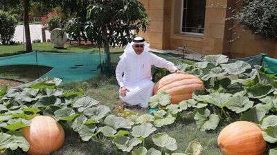 Hesham Al Khateeb showing giant pumpkins in his garden at his villa in Khalifa City in Abu Dhabi. Pawan Singh / The National