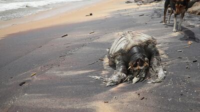 A stray dog looks at a partly decomposed, headless carcass of a marine turtle (Caretta caretta) washed ashore on the beach at Uswetikeiyyawa in the suburbs of Colombo, Sri Lanka, June 21, 2021.EPA