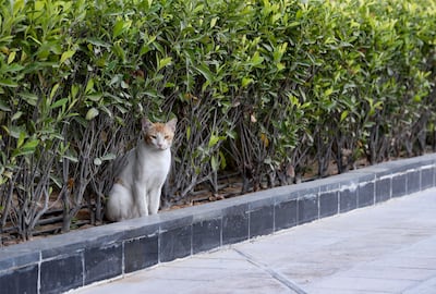 Buster, a stray cat that lives on the grounds of Al Bandar community, at Al Raha Beach. Khushnum Bhandari/ The National