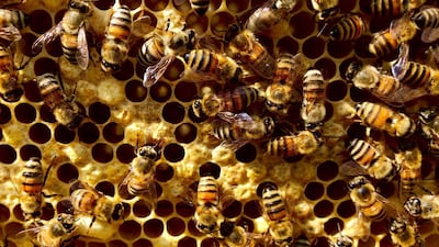 Sustainable City residents in Dubai now own their own hives that will produce pure, unadulterated honey for their exclusive use. Courtesy Sustainable City Hives