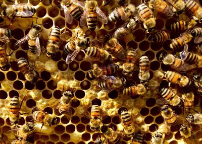 Sustainable City residents in Dubai now own their own hives that will produce pure, unadulterated honey for their exclusive use. Courtesy Sustainable City Hives