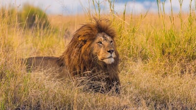 Spot wildlife in their natural habitat on the Animal of the world trip.