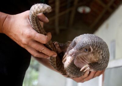 Over the past decade, an estimated one million pangolins have been poached. Reuters /Kham