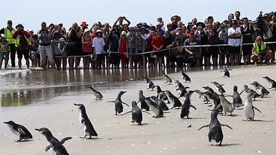 Some of the 60 blue penguins are released back into the sea after they were cleaned up following an oil spill caused by cargo ship Rena on Mt Maunganui beach in New Zealand. Graeme Brown / EPA