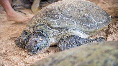 Green turtles help to maintain the health of the marine environment by eating seagrass, says a biologist. Courtesy HK Strategies