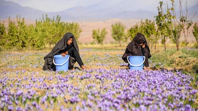 Workers harvest saffron flowers in a field in Herat province, Afghanistan. AFP