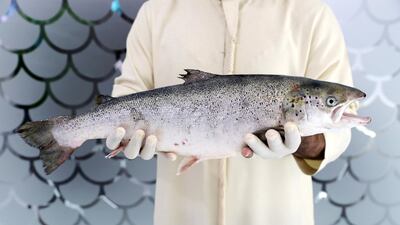 Bader Al Mubarak, chief executive of Dubai’s Fish Farm, holds a salmon fish at the company's headquarters in Jebel Ali. Mr Al Mubarak is also deputy chairman of Dubai Council for Marine and Maritime Industries.