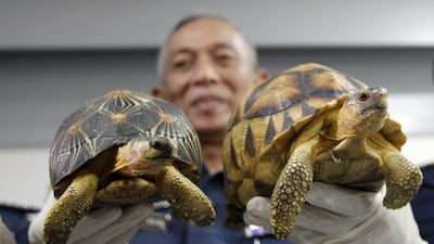 Deputy customs director, Abdul Wahid Sulong, shows off seized Ploughshare, right, and Indian Star, left, tortoise after a press conference at the customs office in Sepang, Malaysia. Daniel Chan / AP Photo