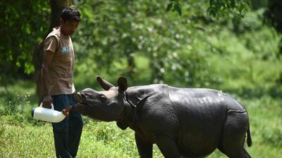 A rescued male rhino calf is fed a bottle of milk by an Indian animalkeeper at the Centre for Wildlife Rehabilitation and Conservation facility in Kaziranga National Park, some 250kms east of Guwahati. Biju Boro / AFP