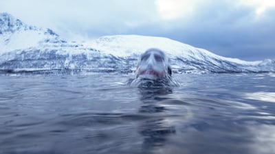 Guerin-Boeri surfaces after a dive