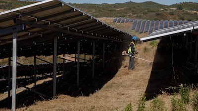 A worker cuts down brush growing around photovoltaic panels at a solar park in Portugal. Bloomberg
