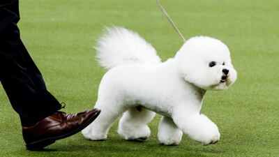 A Bichon Frise named Flynn is led by handler Bill McFadden before winning 'Best In Show' at the 2018 Westminster Kennel Club Dog Show. EPA