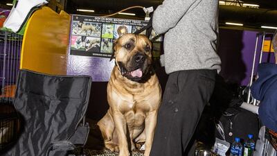 A Boerboel named Tsavo sits with his owner at the 143rd Westminster Kennel Club Dog Show in New York, U.S., on Tuesday, Feb. 12, 2019. Photo: Bloomberg