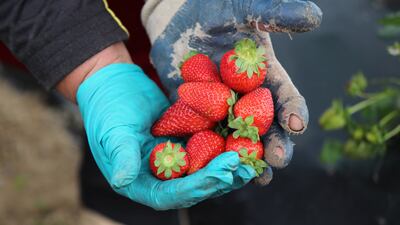 A Tunisian woman farmer harvests strawberries in a field in Korba, in Nabeul South of Tunis, Tunisia, 20 April 2022. The strawberry harvest in the governorate of Nabeul, accounts for nearly 90 per cent of national production. According to estimates by the Regional Commissariat for Agricultural Development (CRDA) in Nabeul, the strawberry harvest should reach 23,000 tonnes this year in the region where 600 ha are cultivated. EPA / MOHAMED MESSARA
