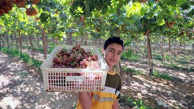 A worker harvests grapes at a farm in Khatatba Al Minufiyah, Egypt. EPA
