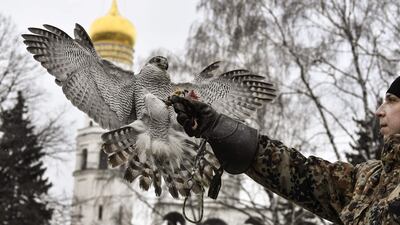 Alexei Vlasov, a 28-year-old falconer of the Kremlin ornithological service feeds Alpha, a 20-year-old female goshawk, while patrolling the Kremlin in Moscow. Alpha soars between the golden domes of the Kremlin, spreading panic among crows perched in nearby trees. The goshawk is one of a dozen birds of prey whose job is to protect President Vladimir Putin's seat of power in Moscow. AFP
