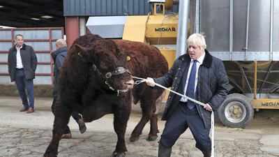 Boris Johnson leads a bull around a pen as he visits Aberdeen in 2019. Getty Images