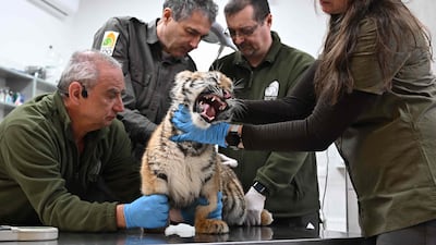 Staff members at Budapest Zoo provide care to a three-month-old tiger that was seized having been kept illegally. AFP