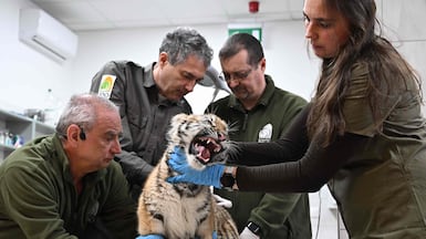 Staff members at Budapest Zoo provide care to a three-month-old tiger that was seized having been kept illegally. AFP