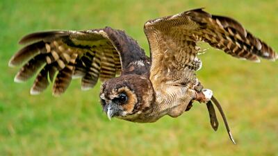A rown wood owl (Strix leptogrammica) flies during a bird flight show at zoo in Neunkirchen, Germany. EPA