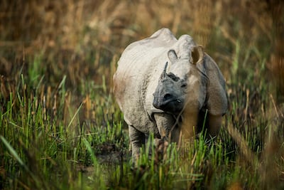 The park is home to a healthy population of greater one-horned rhinos. Courtesy Meghauli Serai
