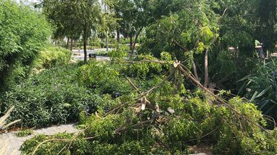High winds uprooted trees across Dubai on Sunday, with Meydan and the Damac Hills some of the worst-hit communities. The National