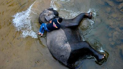 An Indonesian mahout bathes a Sumatran elephant in Southern Aceh province. AFP