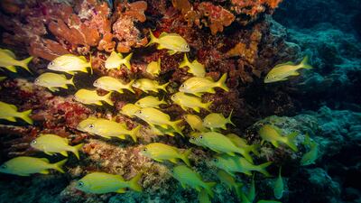 Fish swim around a coral reef in Key West, Florida. AFP