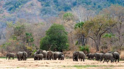 Elephants drink water at a watering hole near Mbamba village in Mozambique's Niassa game reserve. Wildlife Conservation Society via AP