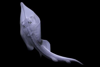 A baby shovelnose ray. Courtesy Dubai Aquarium & Underwater Zoo