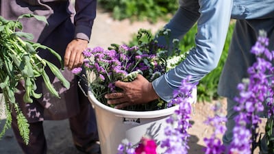 Workers at the farm begin harvesting flowers to send to shops in Sharjah and Dubai. Reem Mohammed / The National