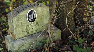 A dog’s headstone for 'Poncho' is seen in an overgrown section of the Aspin Hill Memorial Park.
