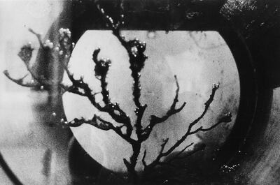 Sara Smarrazzo's Untitled II : 2020, Asinara Island, Sardinia - Coral. (2020) is one of several silver-gelatin prints throughout the exhibition. Courtesy the artist and 421