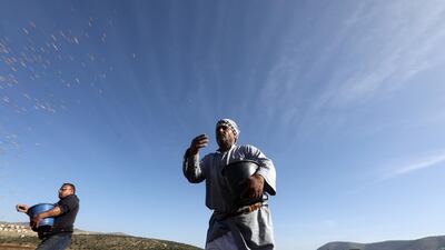Palestinian farmers throw wheat seeds to plant on their land, in the West Bank village of Bet Forik, near Nablus City. EPA