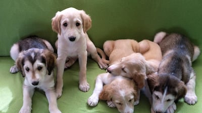 Delores Johnson / The National